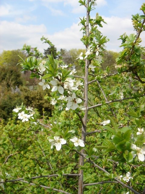 Prunus spinosa P2D